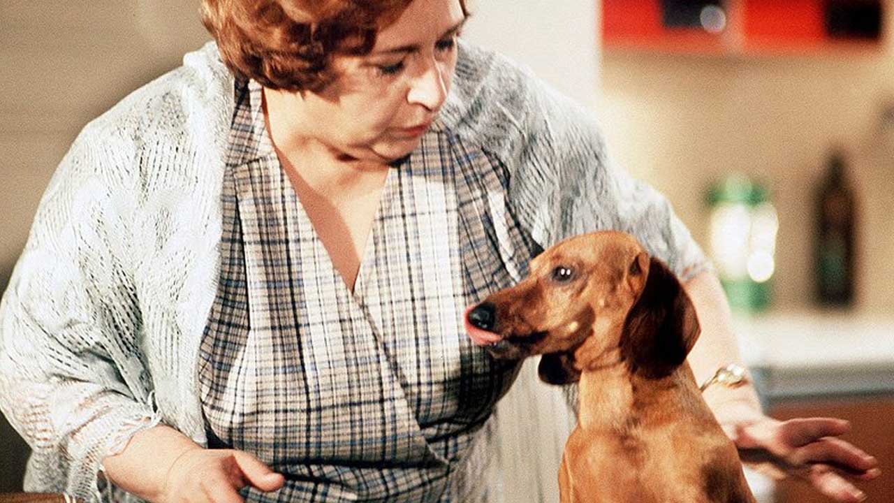 Na obrázku je pan Majer jako jezevčík: