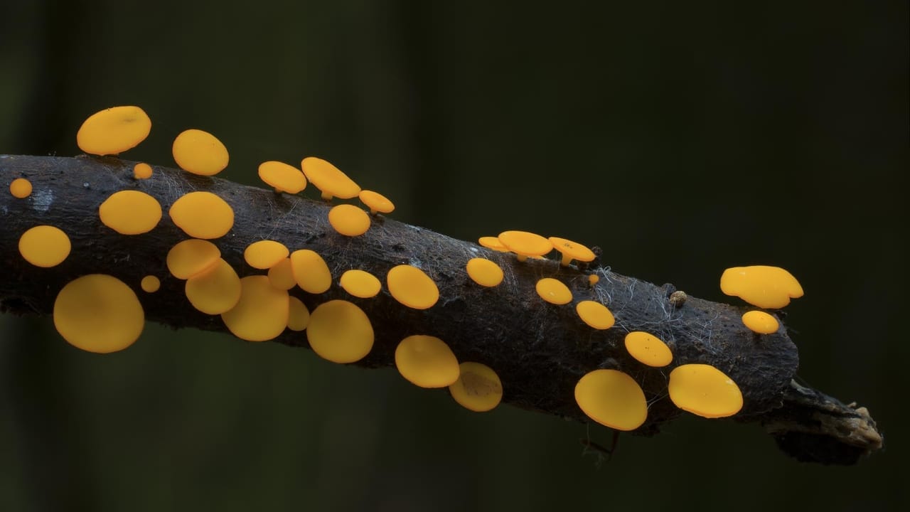 The Kingdom: How Fungi Made Our World