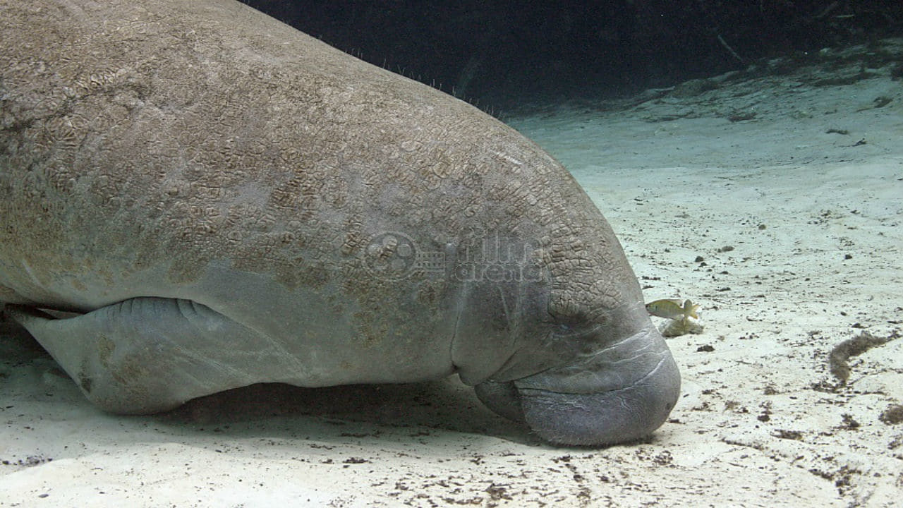 Dolphins and Whales: Tribes of the Ocean