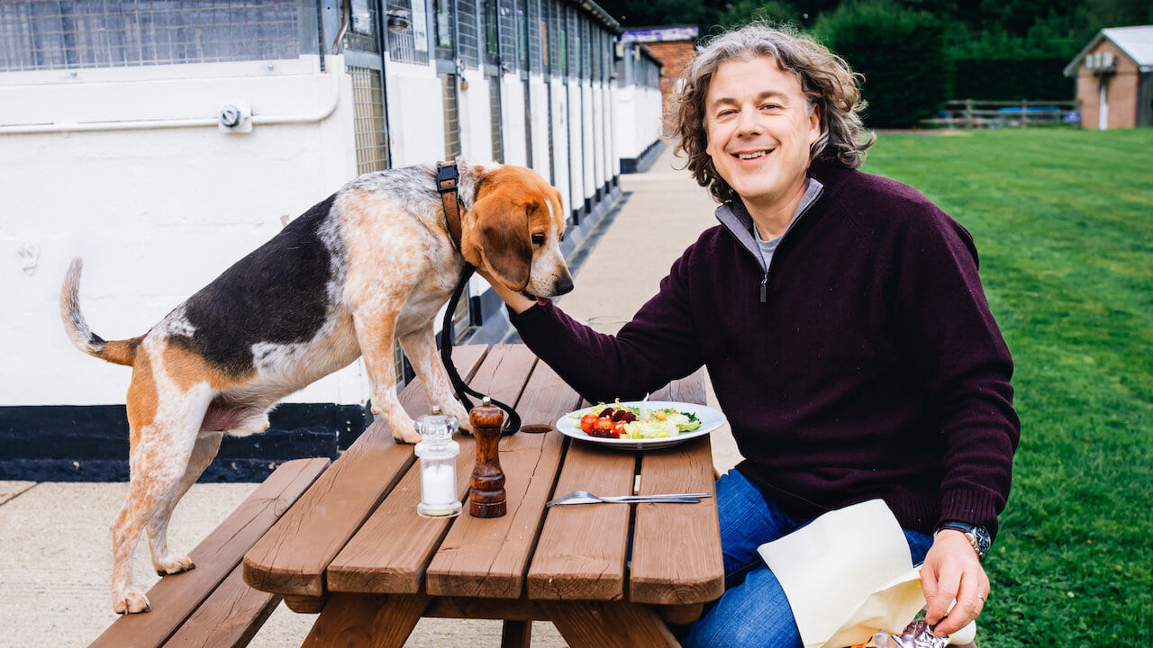 The Dog Rescuers with Alan Davies