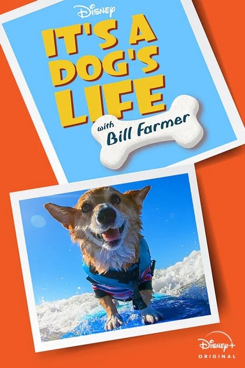 It's a Dog's Life with Bill Farmer - Tržby a návštěvnost