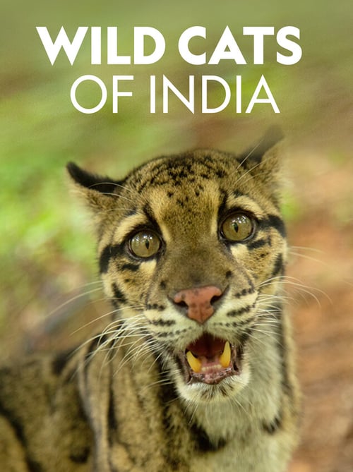 Wild Cats of India