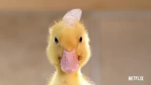 Dokumentární smršť Netflixu. Podívejte se na lákavé ukázky 4 novinek