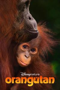 Orangutan plakát