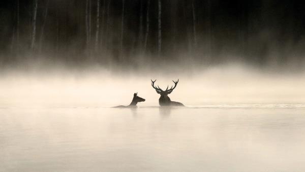 Šepot lesa - Tržby a návštěvnost