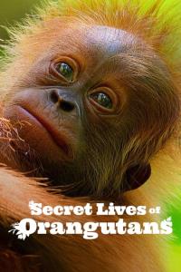 Tajný život orangutanů