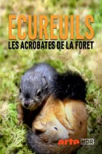 Universum: Geheimnisvolle Eichhörnchen