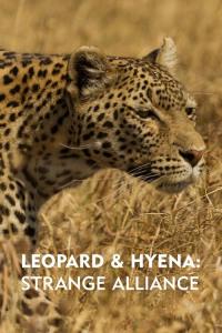 Levhart a hyena: Nečekaní spojenci