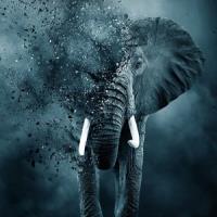 The Ivory Game