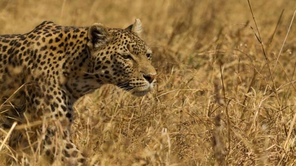 Levhart a hyena: Nečekaní spojenci