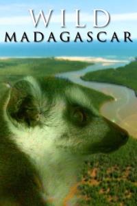 Do divočiny: Madagaskar plakát