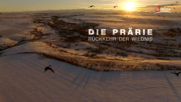 The Prairie; Return of the Wild