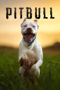 Pitbull plakát