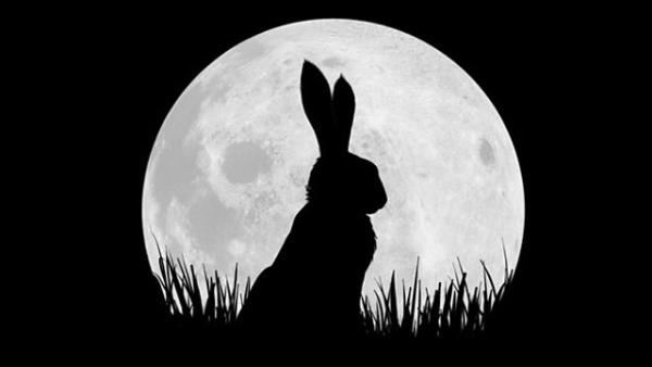 Králičí animované drama Watership Down bude o Vánocích na Netflixu