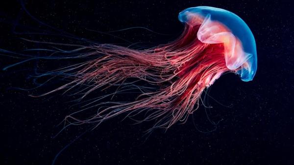 Fluorescence: Přírodní superschopnost