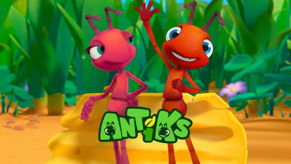 Antíci