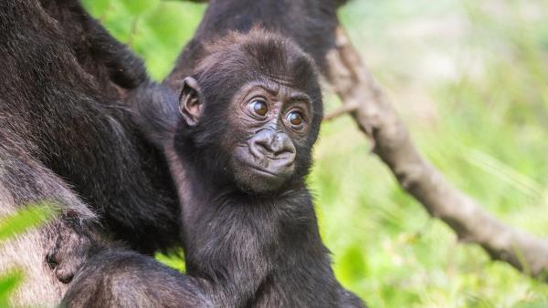 Gorilí mláďata živě