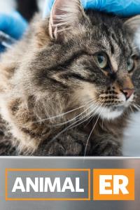 Zvířecí pohotovost plakát