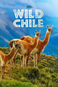Do divočiny: Chile
