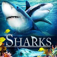 Sharks (in 3D)
