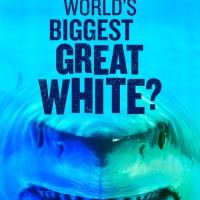 Největší žralok bílý na světě?