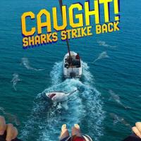 Když žralok útočí