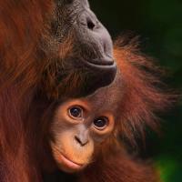 Orangutan