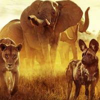 Delta Okavanga: Kousek ráje