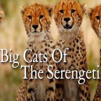 Velké šelmy Serengeti