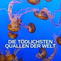 Nejnebezpečnější medúza na světě