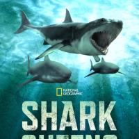 Žraločí královny