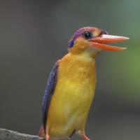 Ledňáček džunglový: Létající duha