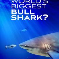 Největší žralok bělavý