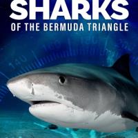 Sharks of the Bermuda Triangle