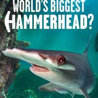 Hledání největšího kladivouna