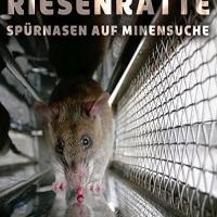 Africké krysy: Hledači min