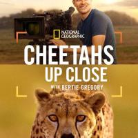 Gepardi zblízka s Bertiem Gregorym