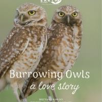 Burrowing Owls: A Love Story