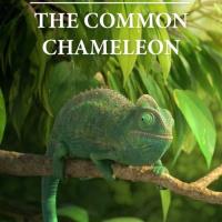 Our Wonderful Nature - The Common Chameleon