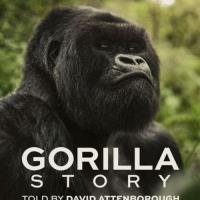 David Attenborough: Gorilí příběh