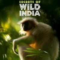 Tajemství indické divočiny