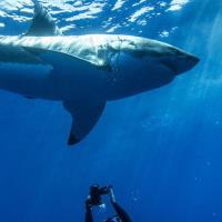 Shark with Steve Backshall