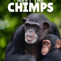 Seznamte se s šimpanzi