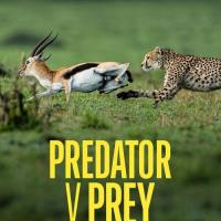 Predátor vs. kořist