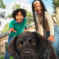 Štěňátka hledají domov