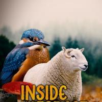 Uvnitř lesa: Období zázraků