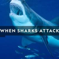 Když žraloci útočí