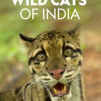 Indické divoké kočky