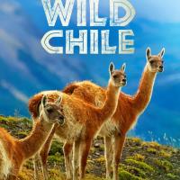 Do divočiny: Chile