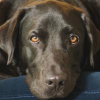 Co se skrývá v mazlíčcích